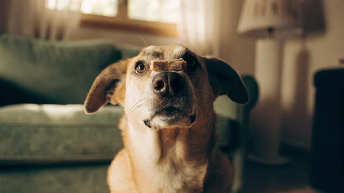 Trick Training for Dogs: Building a Repertoire of Impressive Skills