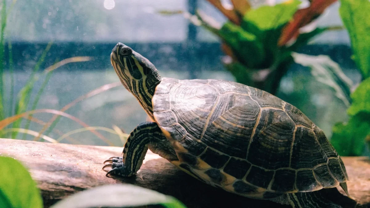 Complete Turtle and Tortoise Care Guide: Species, Habitat, and Diet