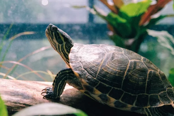 Red-eared slider turtle basking on driftwood log in a planted indoor aquarium with warm overhead lighting