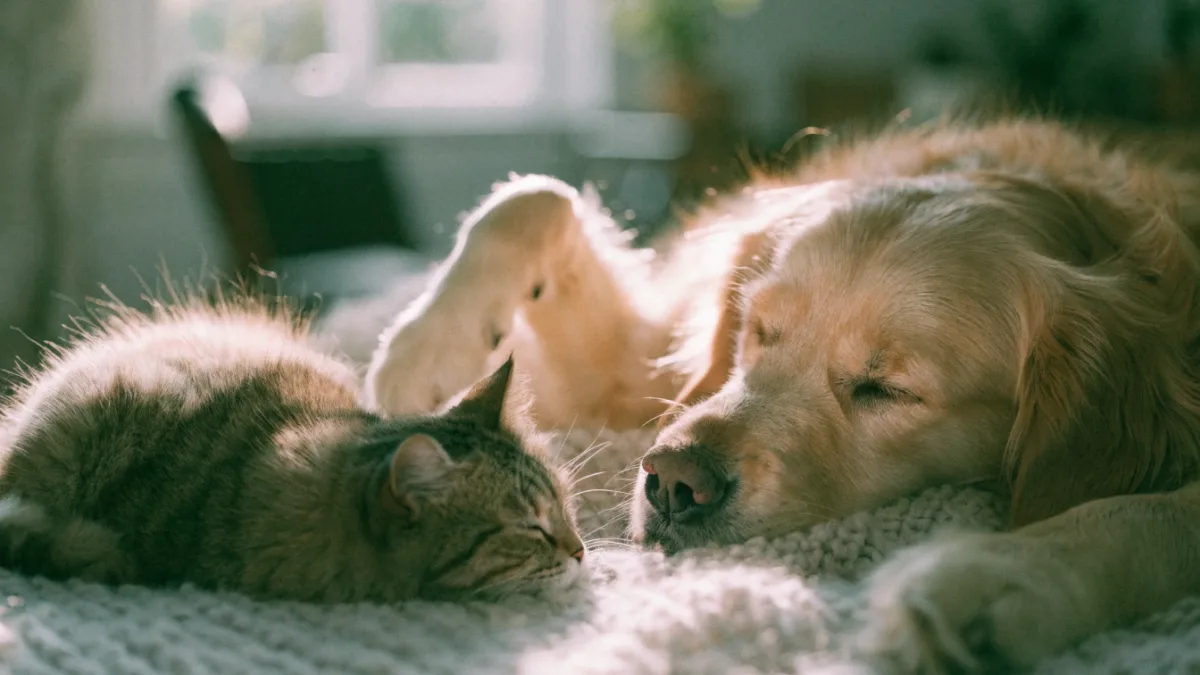Twitching Paws: Understanding REM Sleep and Sleep Cycles in Dogs vs. Cats