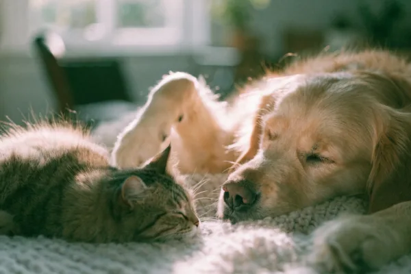 A sleeping dog and cat cuddled together on a blanket, their paws gently twitching as they dream.