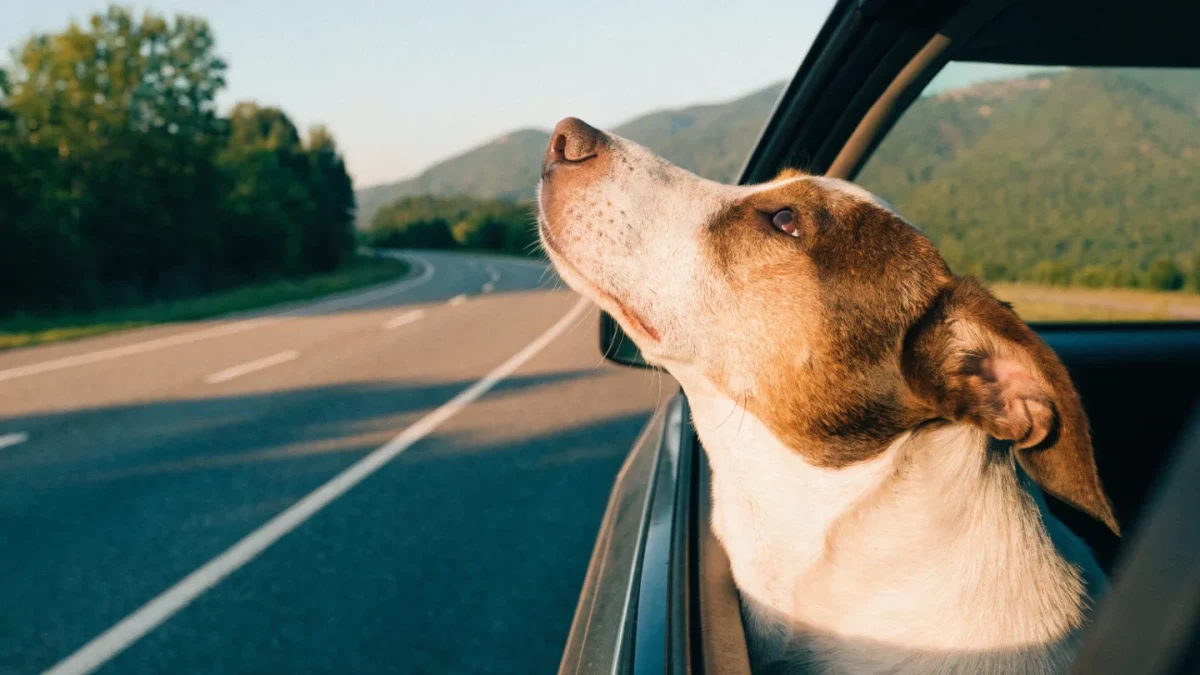 The Ultimate Guide to Road Trips With Your Pet