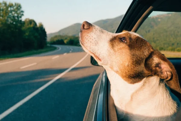 Dog with head out a car window on an open highway with trees and mountains in the background at golden hour