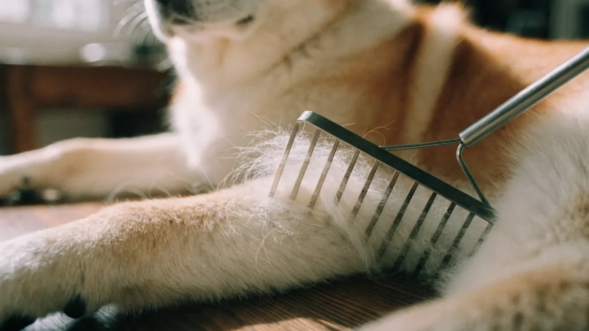 Undercoat Raking for Double-Coated Breeds: Tools and Technique