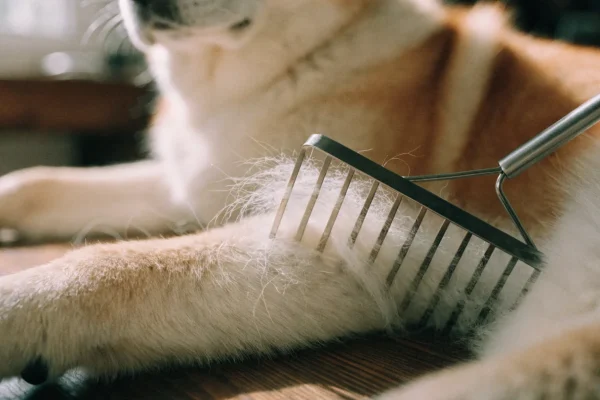 Undercoat rake pulling loose fur from an Akita's thick double coat on a grooming table