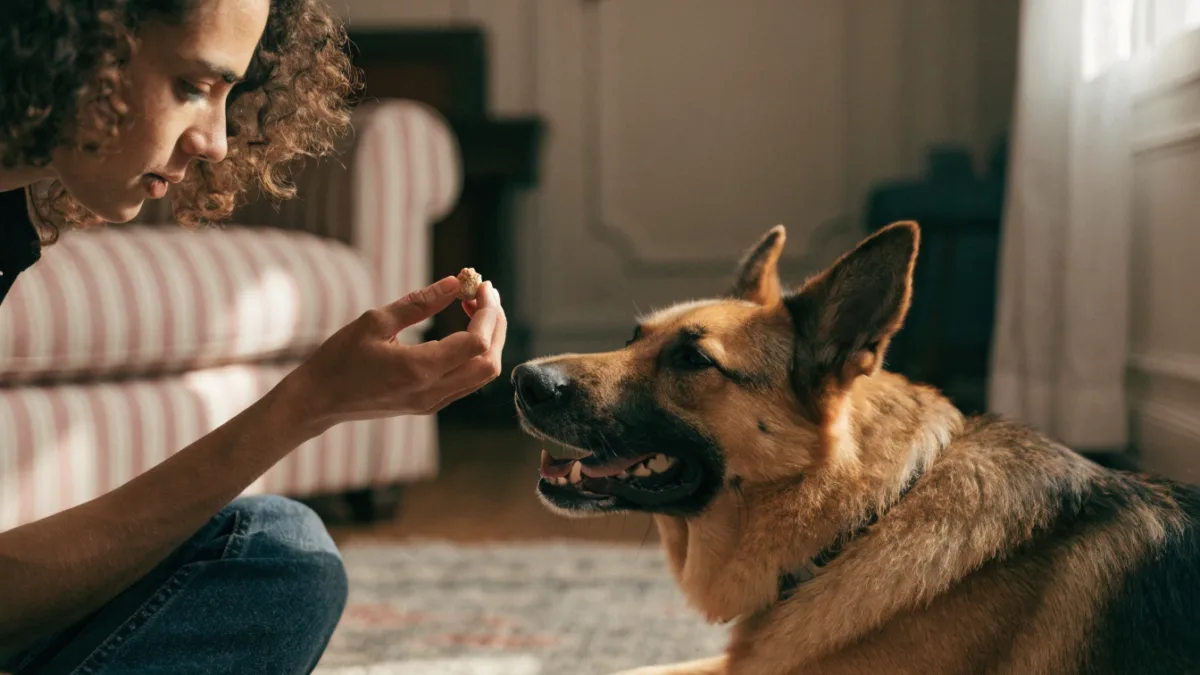 Unleashing the Truth: Why Dominance Theory and “Alpha” Training Harm Your Pet