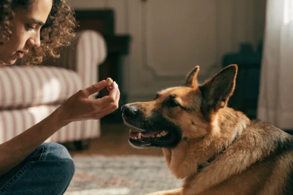 A pet owner sitting at eye level with a relaxed German Shepherd, demonstrating positive reinforcement and mutual trust.