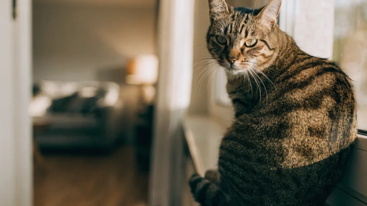 Upper Respiratory Conditions in Pets: Coughs, Sneezing, and Nasal Discharge