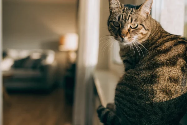 Tabby cat with watery eyes sitting on a windowsill in afternoon light