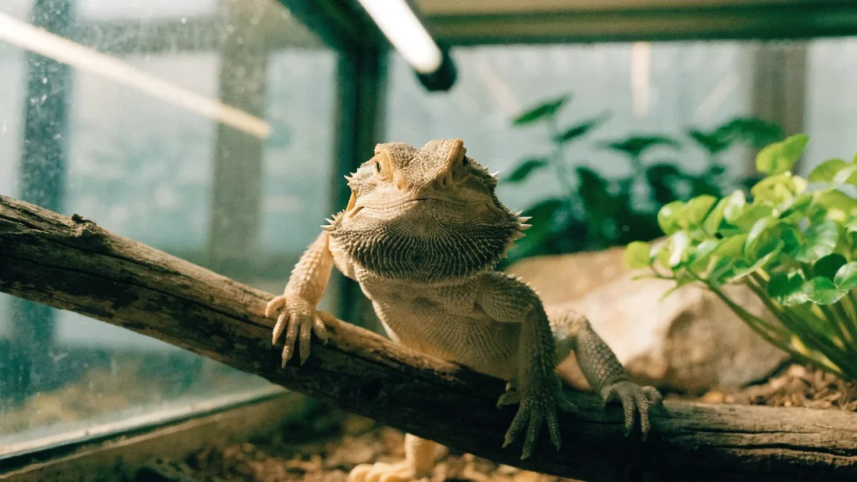 UVB Lighting for Reptiles: Types, Placement, and Replacement Schedules