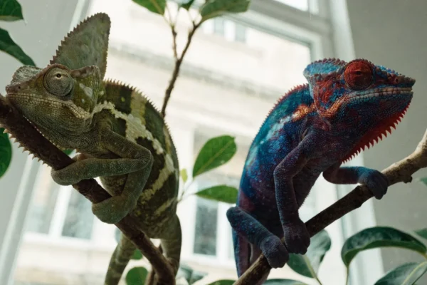 Veiled chameleon and panther chameleon on separate branches showing their distinctive appearances