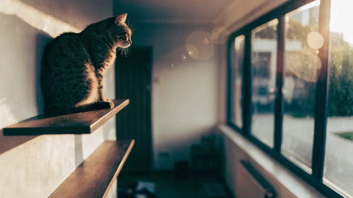 Vertical Space for Cats: Shelves, Trees, and Climbing Walls