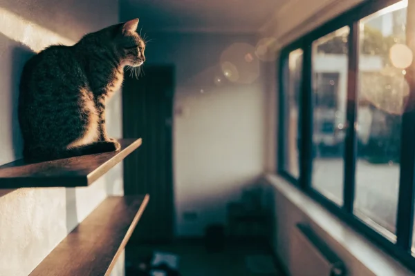 Tabby cat perched on a wall-mounted cat shelf near a sunny window