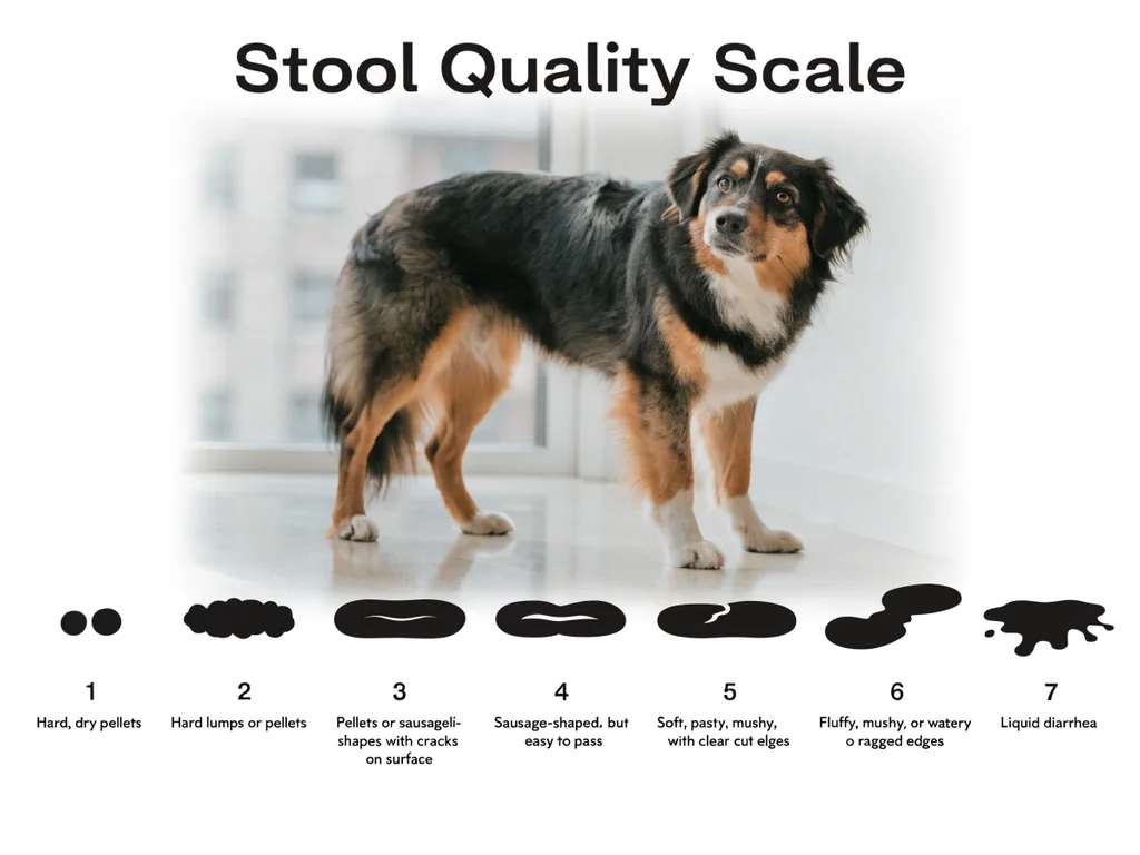Fecal scoring chart for dogs and cats from 1 (very hard) to 7 (liquid diarrhea)