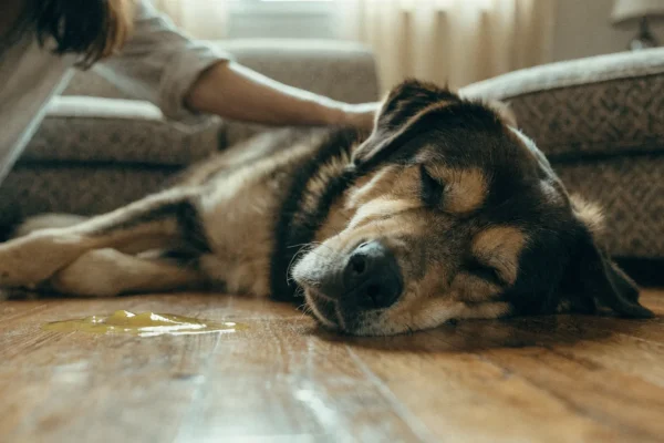 Lethargic dog lying on a couch near vomit on the floor, illustrating signs of GI upset that may need veterinary attention