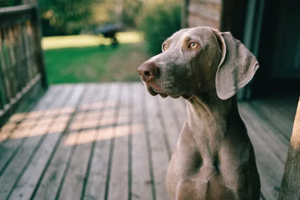 Weimaraner with a dignified expression sitting upright on a wooden porch with amber eyes catching the light