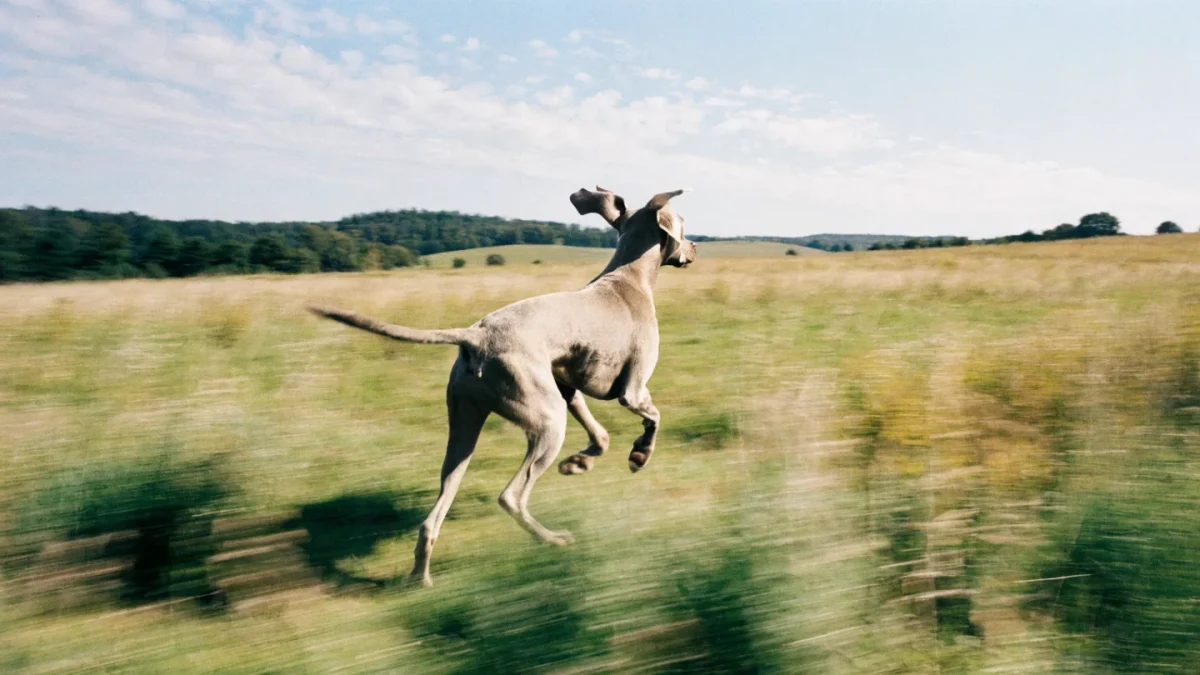 Weimaraner Exercise Needs: Why This Breed Needs More Than a Walk
