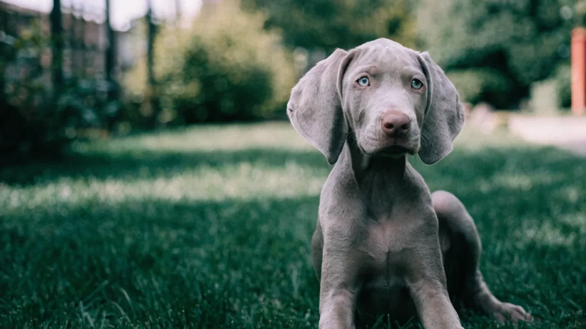 Weimaraner Puppy Buying Guide: What to Look For