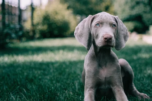 Weimaraner puppy with oversized ears sitting on grass and looking directly at the camera with pale blue-grey eyes