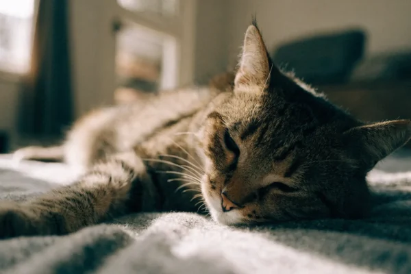 Tabby cat lying on a soft blanket with eyes half-closed, appearing calm but ambiguous in mood