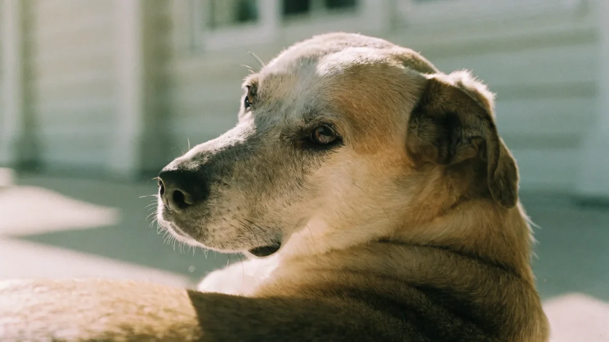 Why Adopting a Senior Dog Is One of the Best Decisions You Can Make