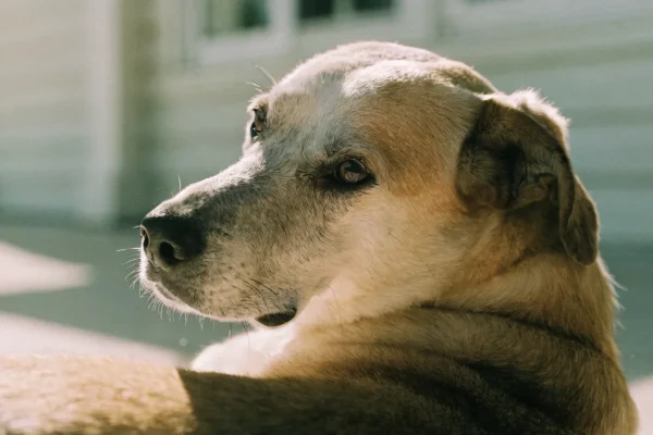 A senior mixed-breed dog with a graying muzzle resting peacefully in warm sunlight