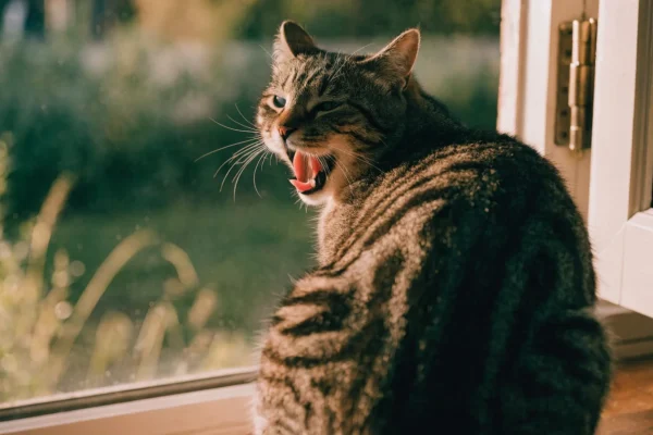 Tabby cat meowing on a sunlit windowsill