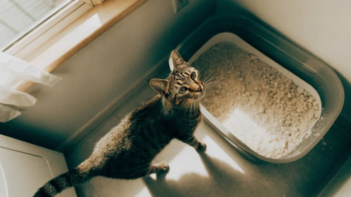 Why Is My Cat Not Using the Litter Box? Common Causes