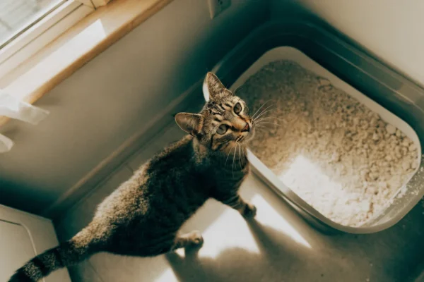 Tabby cat standing next to a litter box in a laundry room corner