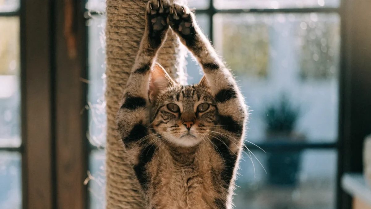 Why Cats Scratch and How to Redirect It: The Complete Guide