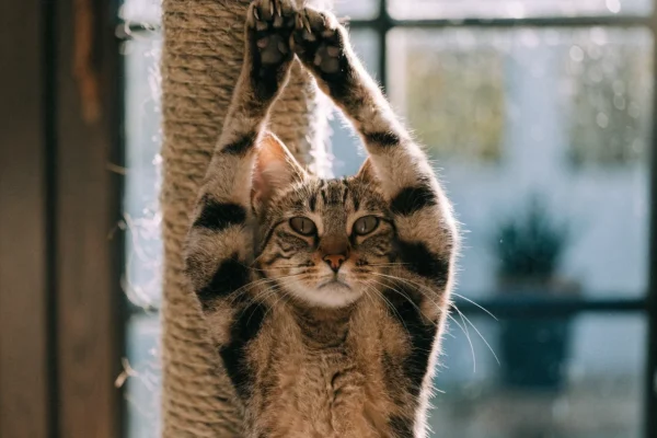 Tabby cat stretching and scratching a sisal post near a window