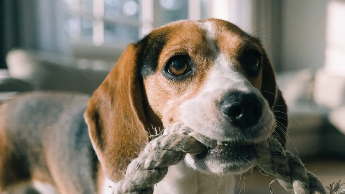 Why Dogs Chew Everything and How to Redirect the Habit