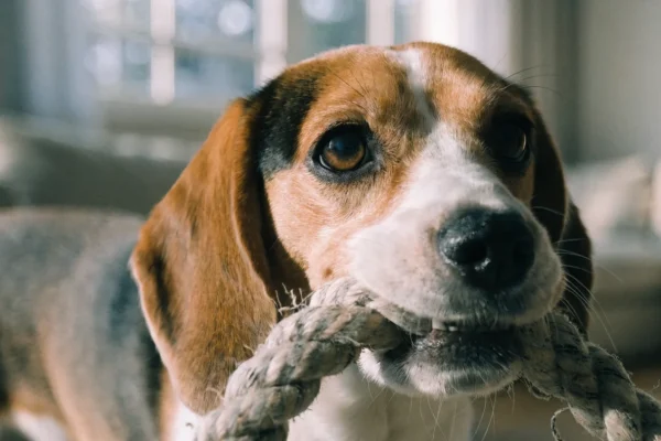 Dog appropriately chewing on rope toy rather than household items