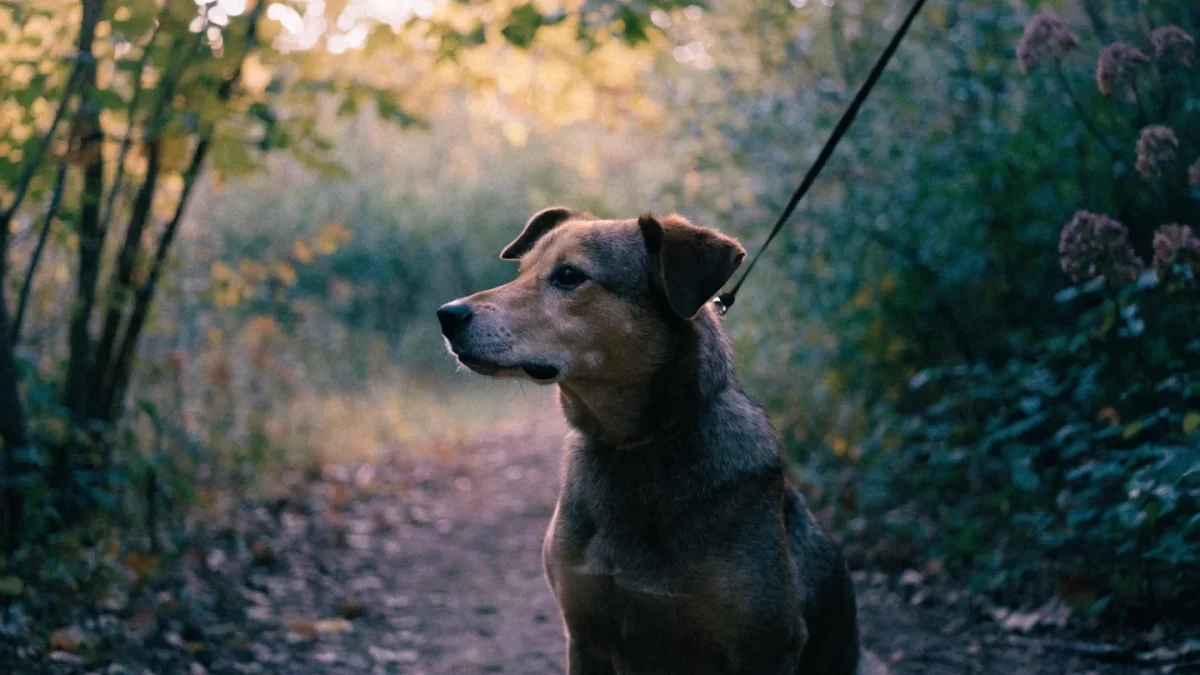 Wildlife Encounters: Protecting Your Dog from Wild Animals