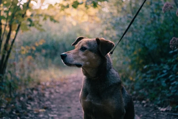 Dog on leash alert on forest trail at dusk, watching for wildlife