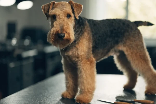 Airedale Terrier on grooming table with wire coat tools, showing classic black saddle and tan leg coat