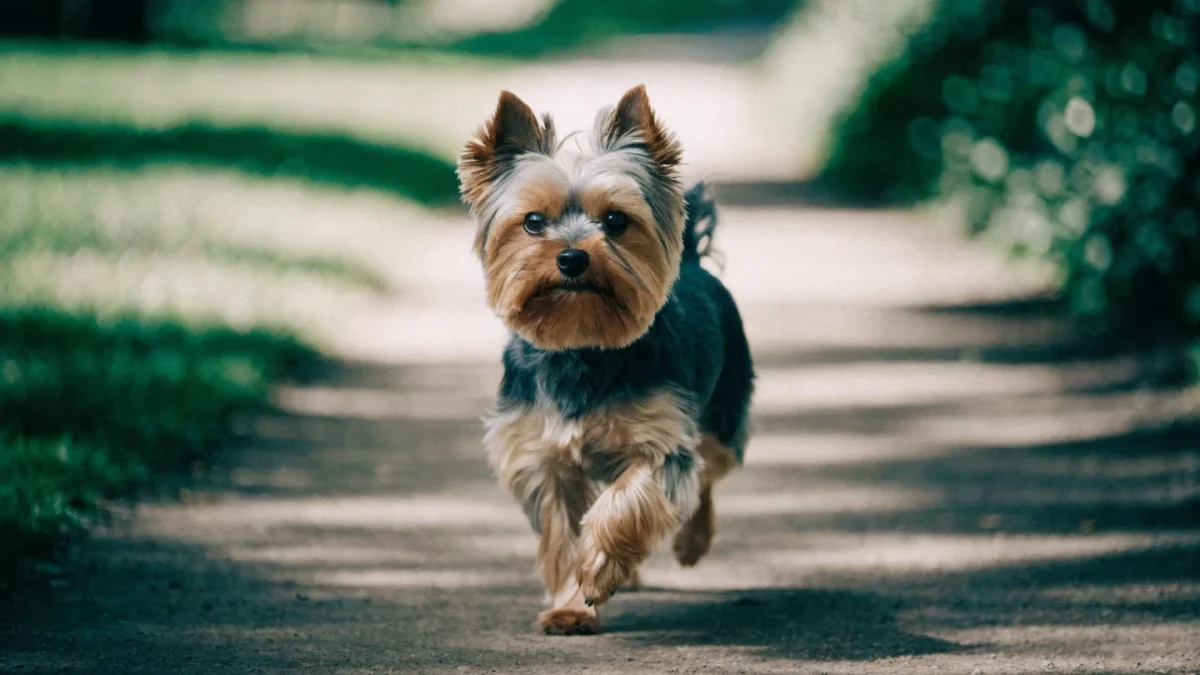 5 Common Misconceptions About Yorkshire Terriers