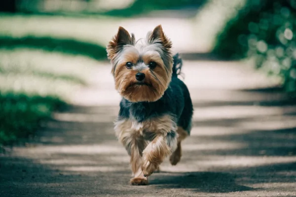 Yorkshire Terrier trotting confidently along a park path