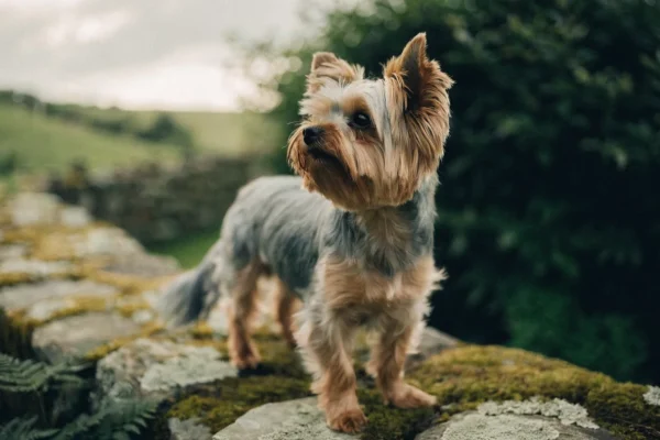 Yorkshire terrier with a long silky coat standing on a stone wall in a lush English countryside garden