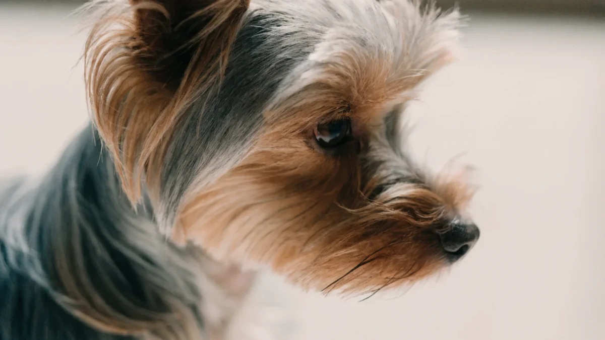 Yorkshire Terrier Genetics: Coat Color Changes, Silk vs Cotton Coats