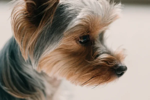 Close-up profile of a Yorkshire terrier showing detailed steel-blue and golden-tan silk coat texture