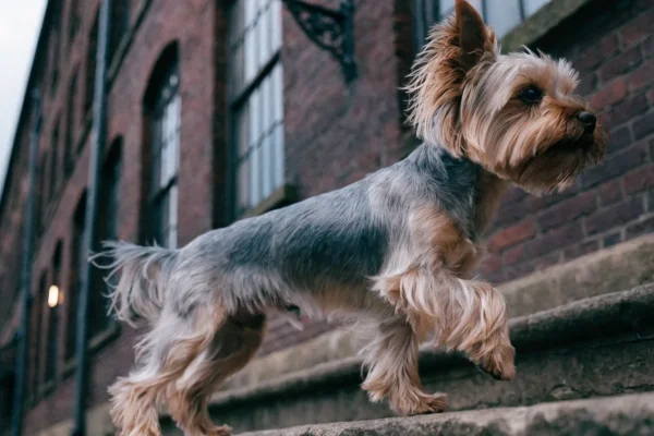 Yorkshire terrier standing on stone steps outside a historic red-brick textile mill in northern England