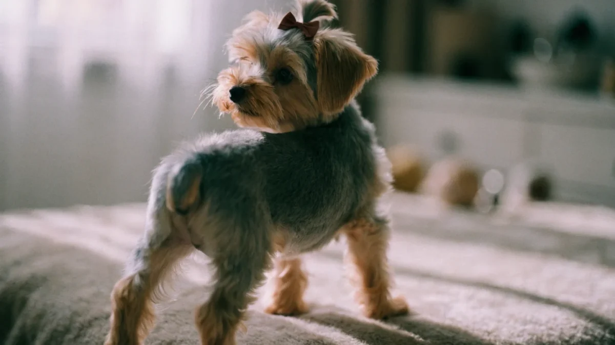 Yorkshire Terrier Puppy Buying Guide: What to Look For