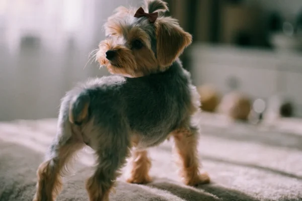 Yorkshire Terrier puppy standing alert on a blanket in a bright indoor setting