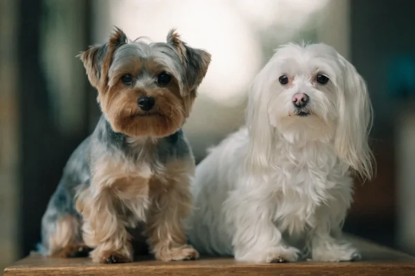 Yorkshire Terrier and Maltese sitting side by side showing their contrasting coat colors