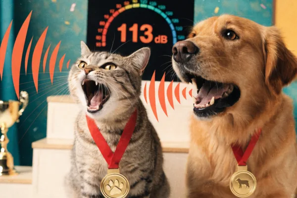 A gold-medal cat and dog bark and meow in record-breaking fashion beside a soaring decibel meter.
