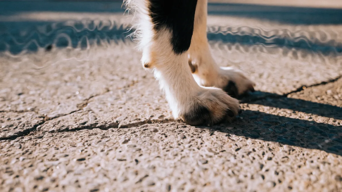 Beat the Heat: How Hot Pavement Affects Dog Paws Versus Sunbathing Cats