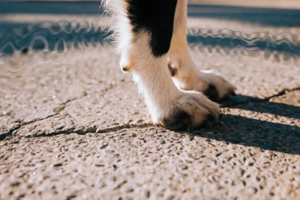 A dog's paws rest on hot summer pavement, illustrating the hidden danger of burned paw pads during warm weather walks.