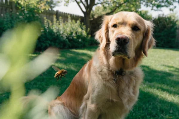 A Golden Retriever with mild muzzle swelling looks distressed as a bee flies nearby in the grass.