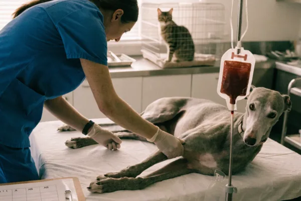 A Greyhound donates blood at a veterinary clinic while a cat observes, illustrating species differences in pet blood types.